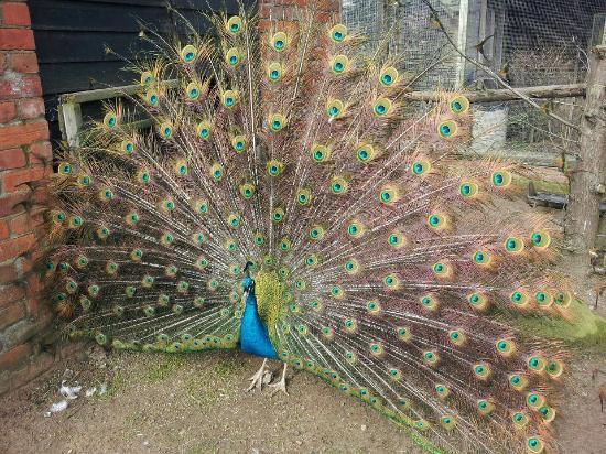 Mablethorpe Seal Sanctuary and Wildlife Centre